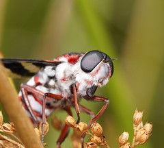Pelecorhynchus nigripennis