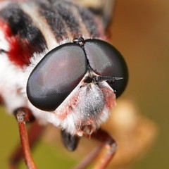 Pelecorhynchus nigripennis