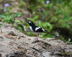 Enicurus immaculatus