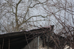 Garrulus glandarius glaszneri