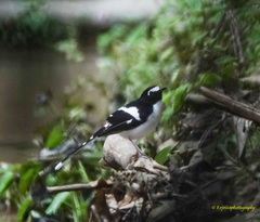 Enicurus immaculatus