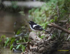 Enicurus immaculatus