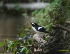 Enicurus immaculatus