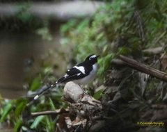 Enicurus immaculatus