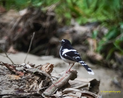 Enicurus immaculatus