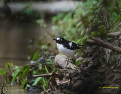 Enicurus immaculatus