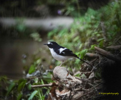 Enicurus immaculatus