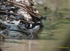 Enicurus immaculatus