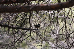 Periparus ater cypriotes