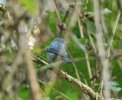 Cyornis unicolor