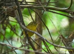 Phylloscopus burkii