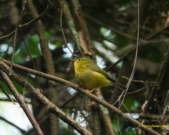 Phylloscopus burkii