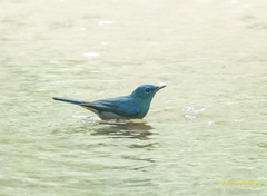 Cyornis unicolor