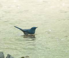 Cyornis unicolor