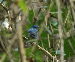 Cyornis unicolor