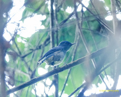 Cyornis unicolor