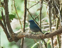 Cyornis unicolor