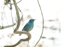 Cyornis unicolor