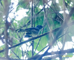 Cyornis unicolor