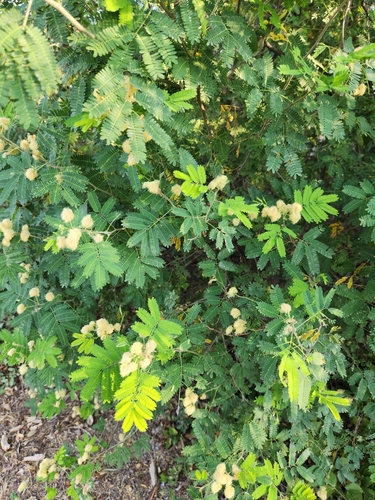 Image of Havardia pallens by (c) Jo Roberts, some rights reserved (CC BY)