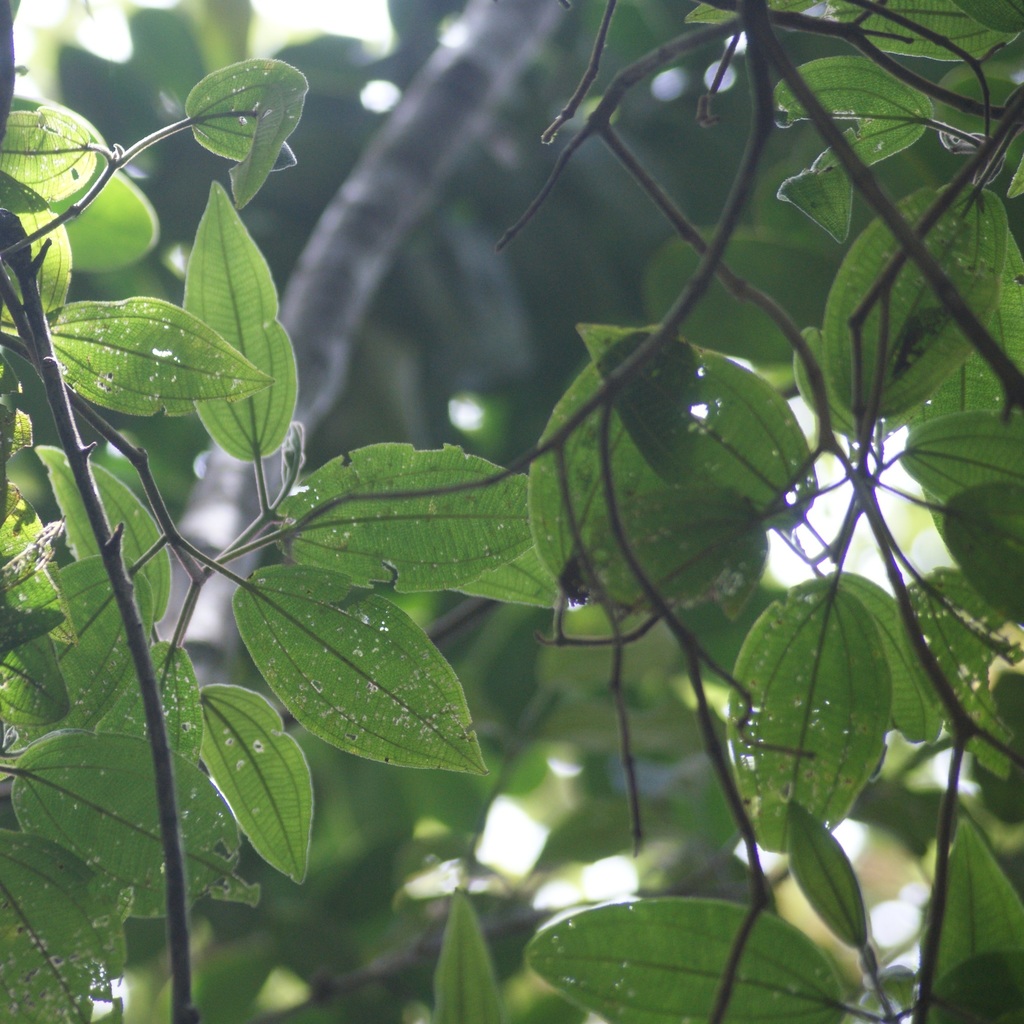 Viburnum pichinchense (Andean Arrowwood)