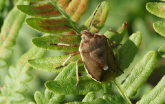Chlorochroa pinicola