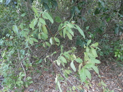 Psychotria loniceroides