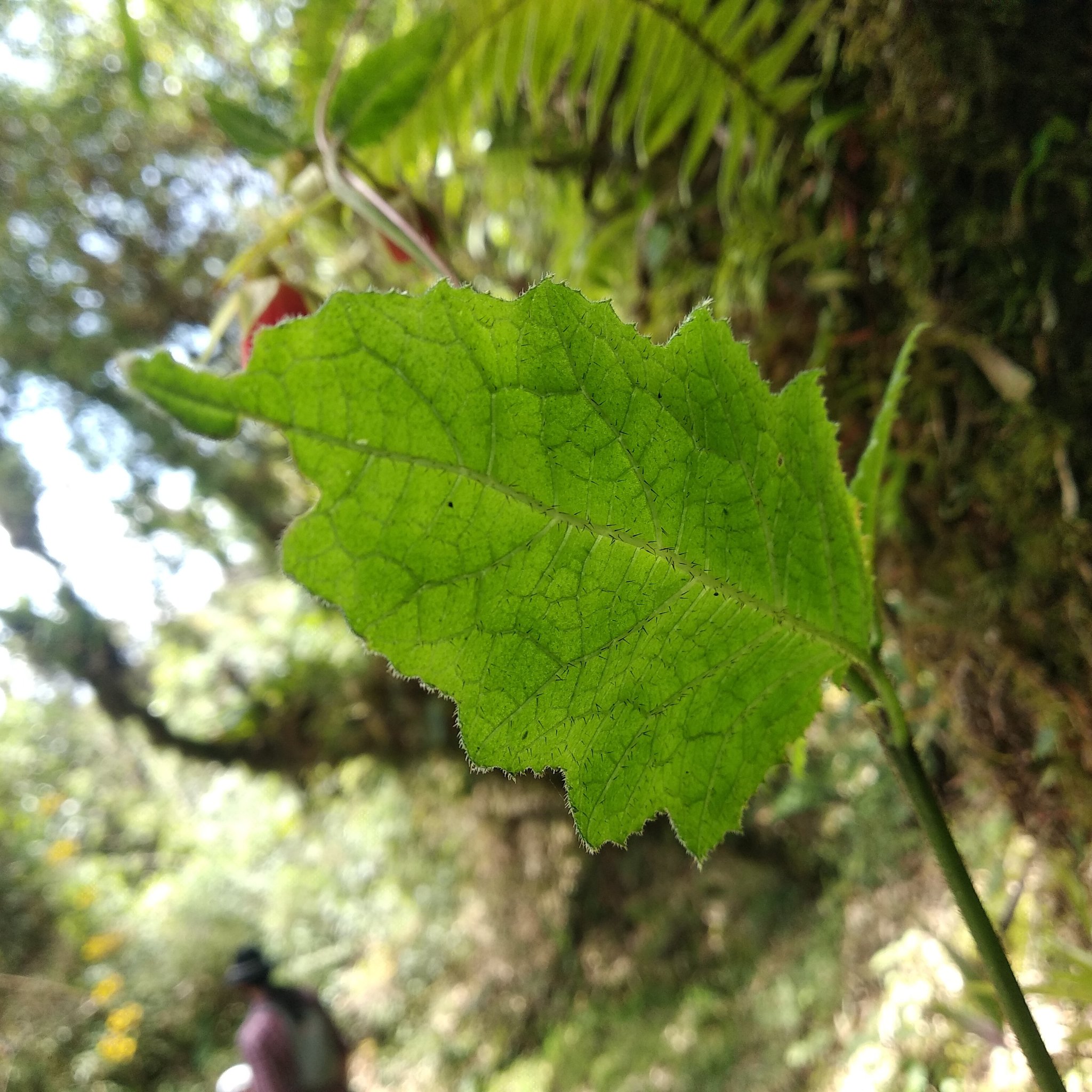 Loasaceae image