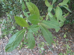Psychotria loniceroides