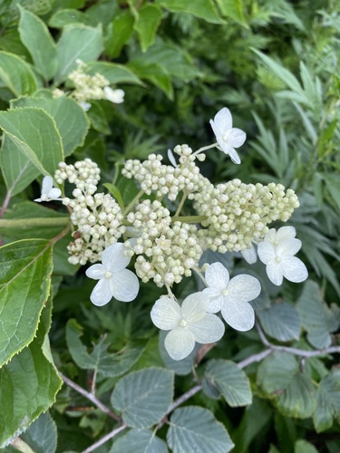 Hydrangea petiolaris