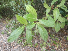 Psychotria loniceroides