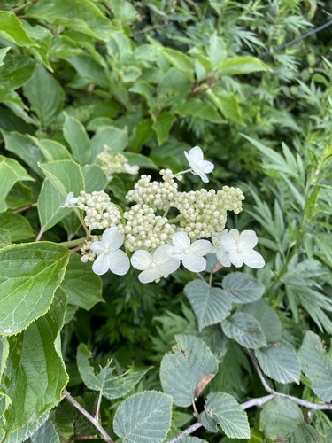 Hydrangea petiolaris