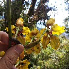 Cyrtochilum macranthum