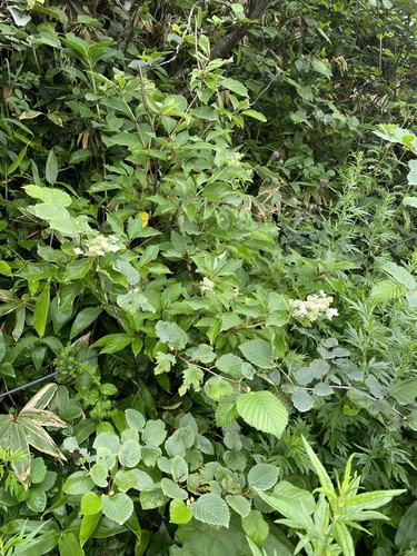Hydrangea petiolaris