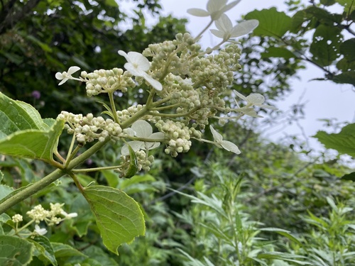 Hydrangea petiolaris