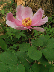 Paeonia daurica
