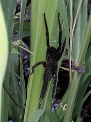 Ancylometes concolor