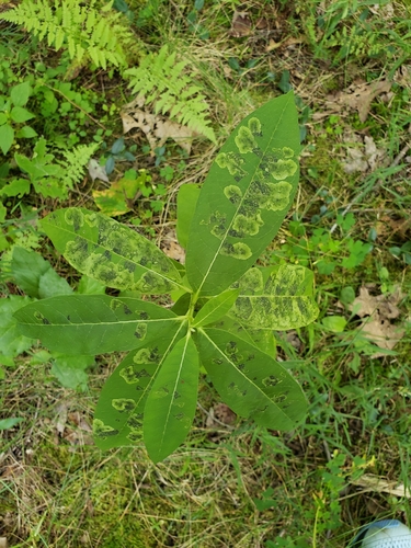 Milkweed Leaf-miner Fly photo 5