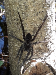 Ancylometes concolor