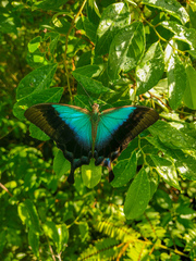 Papilio pericles