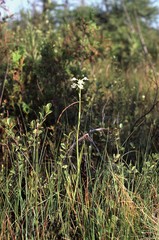 Platanthera leucophaea