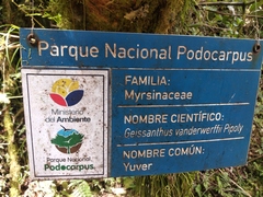 Geissanthus vanderwerffii