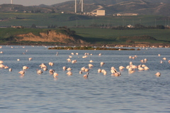 Phoenicopterus roseus