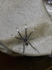 Ancylometes concolor