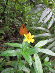 Ypthima sesara