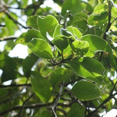 Geissanthus vanderwerffii