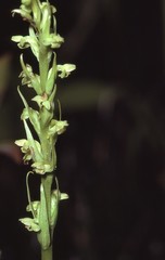 Platanthera flava herbiola