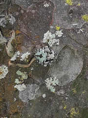 Eustala tribrachiata