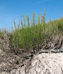 Artemisia salsoloides