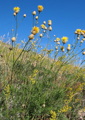 Centaurea orientalis